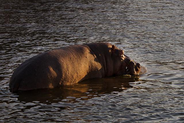 019 Zimbabwe, zambezi river sunset cruise.jpg